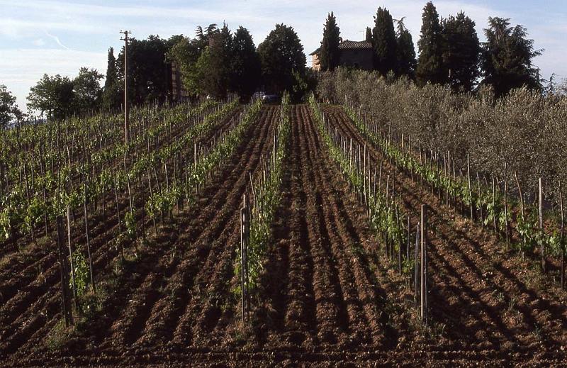 Italy 99 Chianti Vineyard 1.jpg
